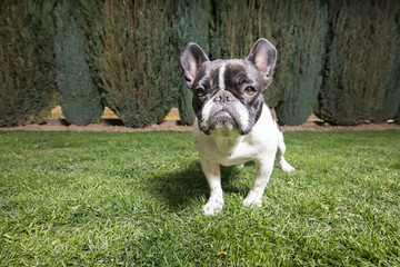 Portrait picture of a French Bulldog puppy who is standing in the yard on the grass.dng