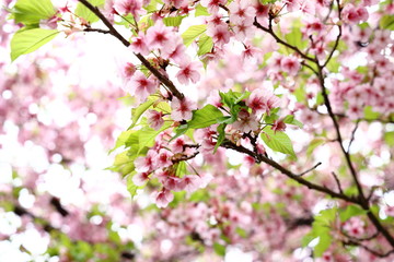 Obraz premium 河津桜