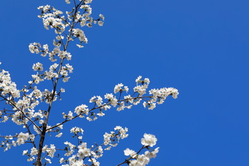 파란 하늘과 벚꽂이 보이는 아름다운 봄풍경