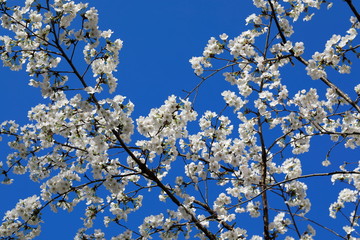 파란 하늘과 벚꽂이 보이는 아름다운 봄풍경