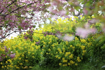 松田の桜　ヨコ