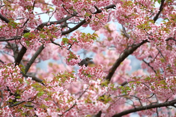 桜と鳥