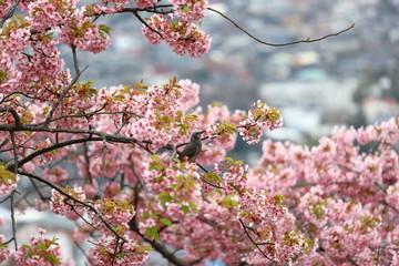 さくらの蜜を吸う鳥
