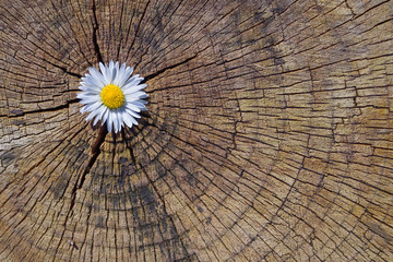 The blossom of a daisy is in the opening of an old tree trunk, which has been cut off and shows its...