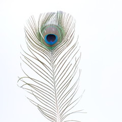 Obraz premium single white feather with background