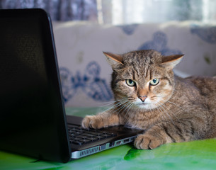 Fluffy brown striped cat on distance learning at home at a laptop, quarantine, isolation, work from home, learning from home, freelance