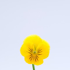 Yellow flower isolated on white background. Deep focus.
