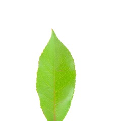 Obraz premium Green seedling on white background
