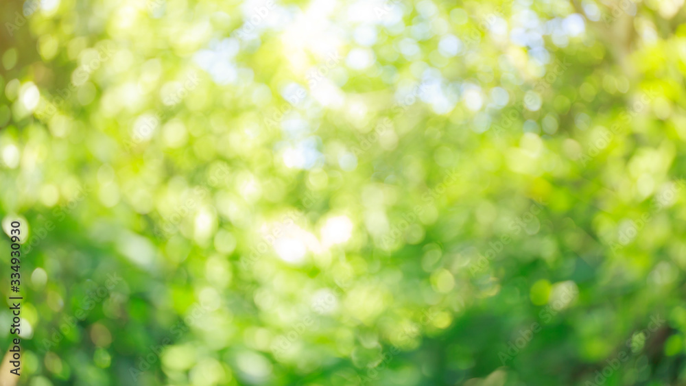 Wall mural green nature blur bokeh background