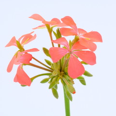 Red seedling on white background