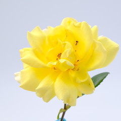 Yellow rose isolated on white background. Deep focus.