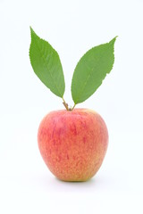 New Zealand apple on background