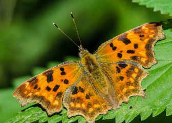 Polygonia C-album L. 1758.