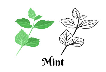 Mint branch isolated on white background. Vector color illustration of  fragrant green peppermint leaf in cartoon flat style and simple black and white outline. Medical and culinary herb icon.