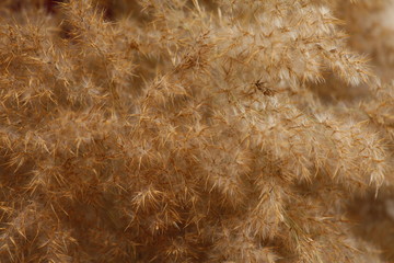 fur texture background
