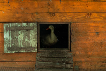  poultry hiding in his house