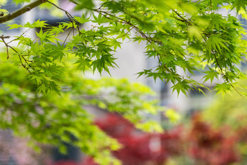 green leaves of a tree