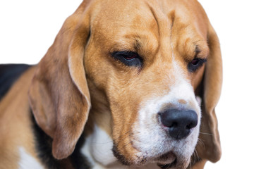 face of a cute beagle dog close up
