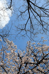 Fototapeta na wymiar 파란 하늘과 벚꽂이 보이는 아름다운 봄풍경
