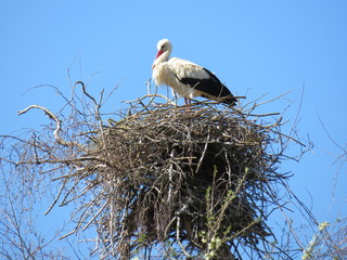 nid de cigogne