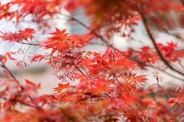 Red leaves in spring park