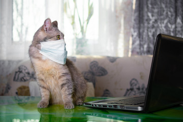 Naklejka premium Fluffy grey and brown cat with green eyes in a protective mask. The cat was protected from the virus by a mask and education and working online, makes shopping over the Internet