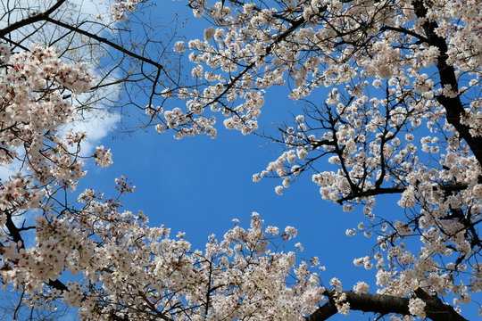 파란 하늘과 벚꽂이 보이는 아름다운 봄풍경