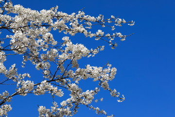 파란 하늘과 벚꽂이 보이는 아름다운 봄풍경