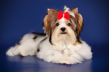 Biewer Yorkshire Terrier on colored backgrounds