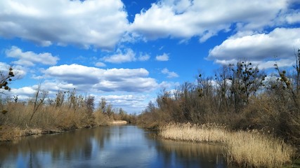 lake in forest