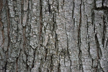 Obraz premium texture of tree bark acacia and olive
