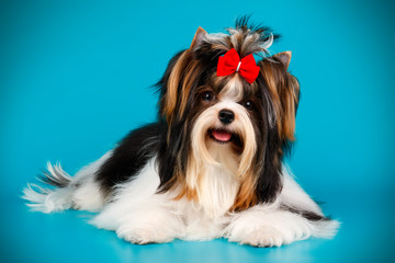 Biewer Yorkshire Terrier on colored backgrounds