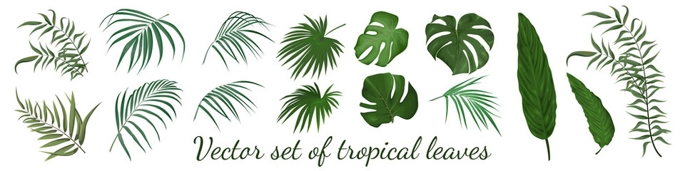 Tropical leaves vector