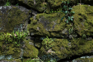 The grass that grows on the mossy Japanese stone walls