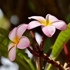 Fototapeta premium Close up of pink and yellow frangipani blossoms