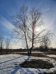 tall birch, sun and melting snow
