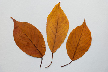 feuilles de cerisier