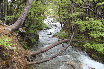 Bosque y arroyo en la Patagonia
