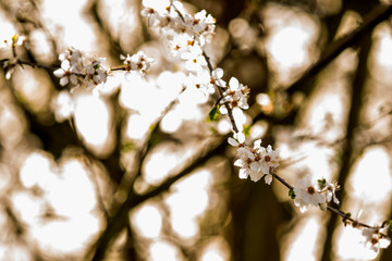 wild mirabelle blossom in springtime