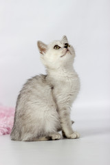 Portrait of British Shorthair cat on a white background.