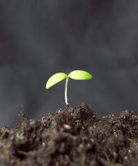 young plant in soil