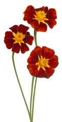 marigold flower isolated
