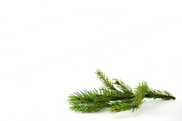 branch of fir on white background