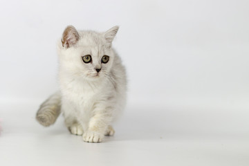 Naklejka na ściany i meble Portrait of British Shorthair cat on a white background.