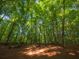 La Fageda d'en Jordà, la Garrotxa