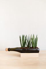 Unusual planters from a glass bottle, gardening, ecology, herbaceous plant, seedlings, Sansevieria