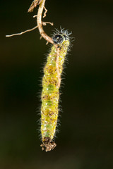 Chenille