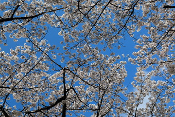 파란 하늘과 벚꽂이 보이는 아름다운 봄풍경