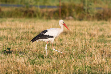 Storch auf Nahrungssuche