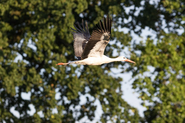 Storch im Flug